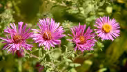 The Anne Spencer Garden