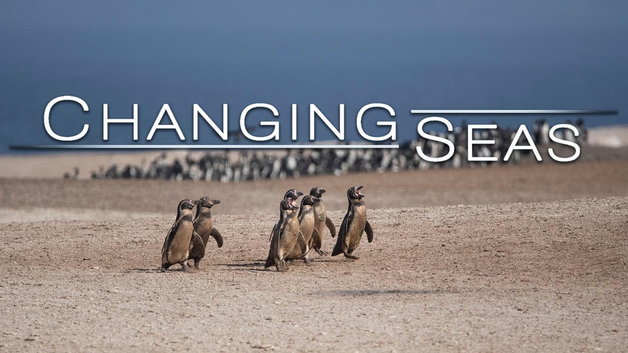 Changing Seas | Peru's Desert Penguins