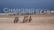 Peru’s Desert Penguins