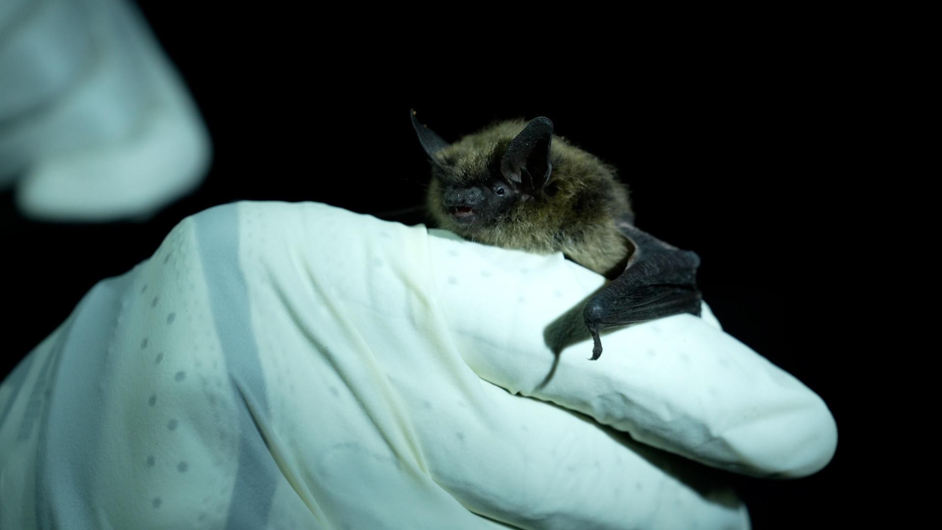 A white-gloved hand holding on to a small bat.
