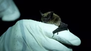 What’s Killing North Carolina’s Bats?