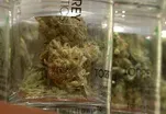 California Cities Give Cold Shoulder To Marijuana Business