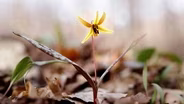 Spring Wildflowers at the New Panther Branch Natural Area