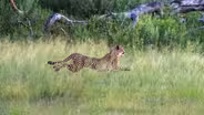 Mother Cheetah's Breathtaking Hunt