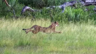 Mother Cheetah's Breathtaking Hunt