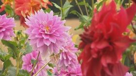 Video thumbnail: Volunteer Gardener Volunteer Gardener 2811