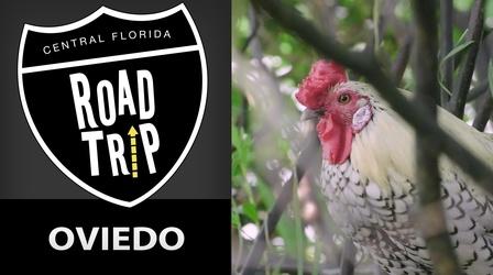 Video thumbnail: Central Florida Roadtrip Oviedo
