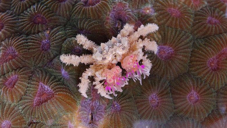 Nature Image
