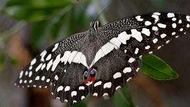 The Butterfly Effect | WILD HOPE: asset-mezzanine-16x9
