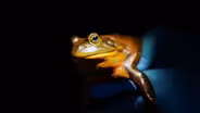 Catch a bullfrog, get a beer