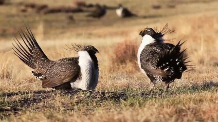 Video thumbnail: Oregon Field Guide Sage Grouse