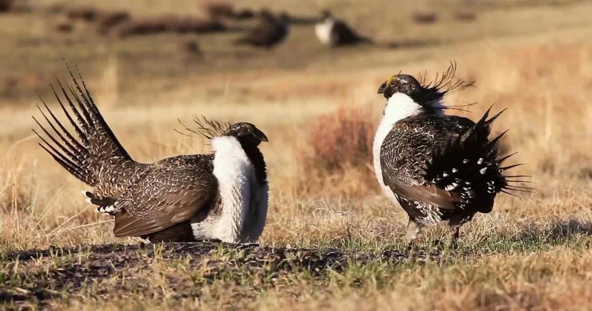 Oregon Field Guide Sage Grouse PBS