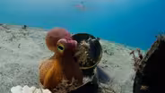 Spy Octopus Helps Friend Hide From Shark