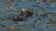 Sea Otters