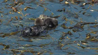 Sea Otters