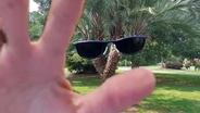 4-Headed Pindo Palm Found Hiding In Plain Sight