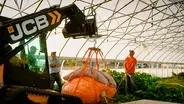 What it takes to grow a record-setting pumpkin