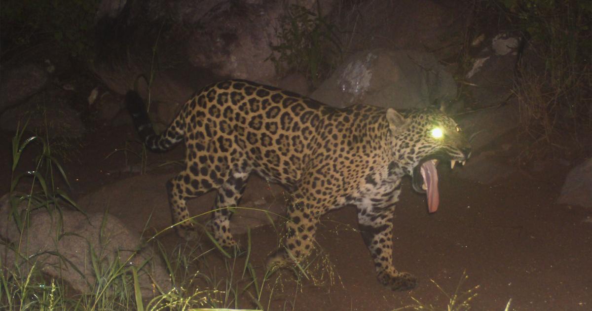 Jaguars in Mexico are growing in number, a promising sign that national  conservation strategies are working