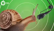 Music from the Golden Ratio and Fibonacci Sequence