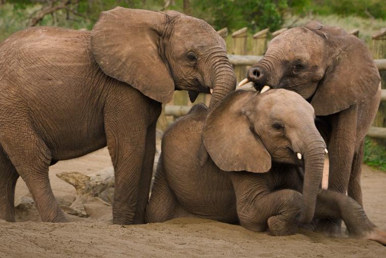 Baby Steps | Becoming Elephant: The Orphans of Reteti Poster