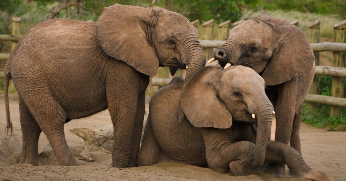 Nature | Baby Steps | Becoming Elephant: The Orphans of Reteti | Season