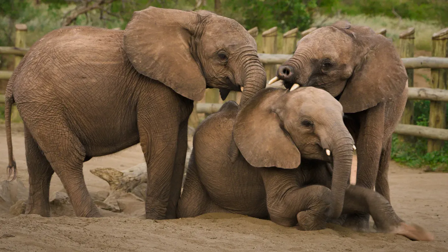 Baby Steps | Becoming Elephant: The Orphans of Reteti