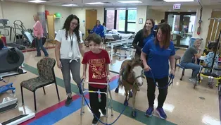 Meet Some Small But Mighty Miniature Therapy Horses