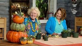 Asters and Ornamental Grasses: asset-mezzanine-16x9