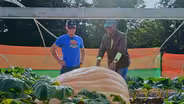 Pumpkins preview