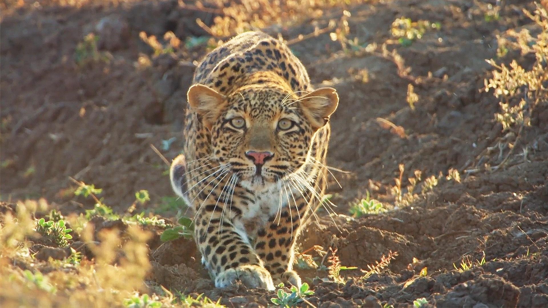 Leopard Hunts Baboon in Broad Daylight Nature WLIW