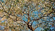 SPRINGTIME AT DOGWOOD RIDGE - Extended Version