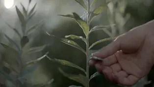 Gathering Medicine