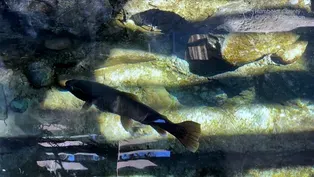 Steelhead in the Classroom