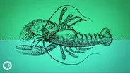 You Are An Upside-Down Lobster