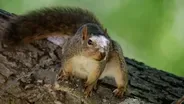 Squirrel-Inspired Robots