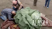 I am a Giant Cabbage Farmer | INDIE ALASKA