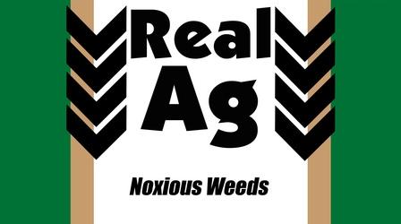 Video thumbnail: Real Ag Real Ag Noxious Weeds & Plant Protection Ep711