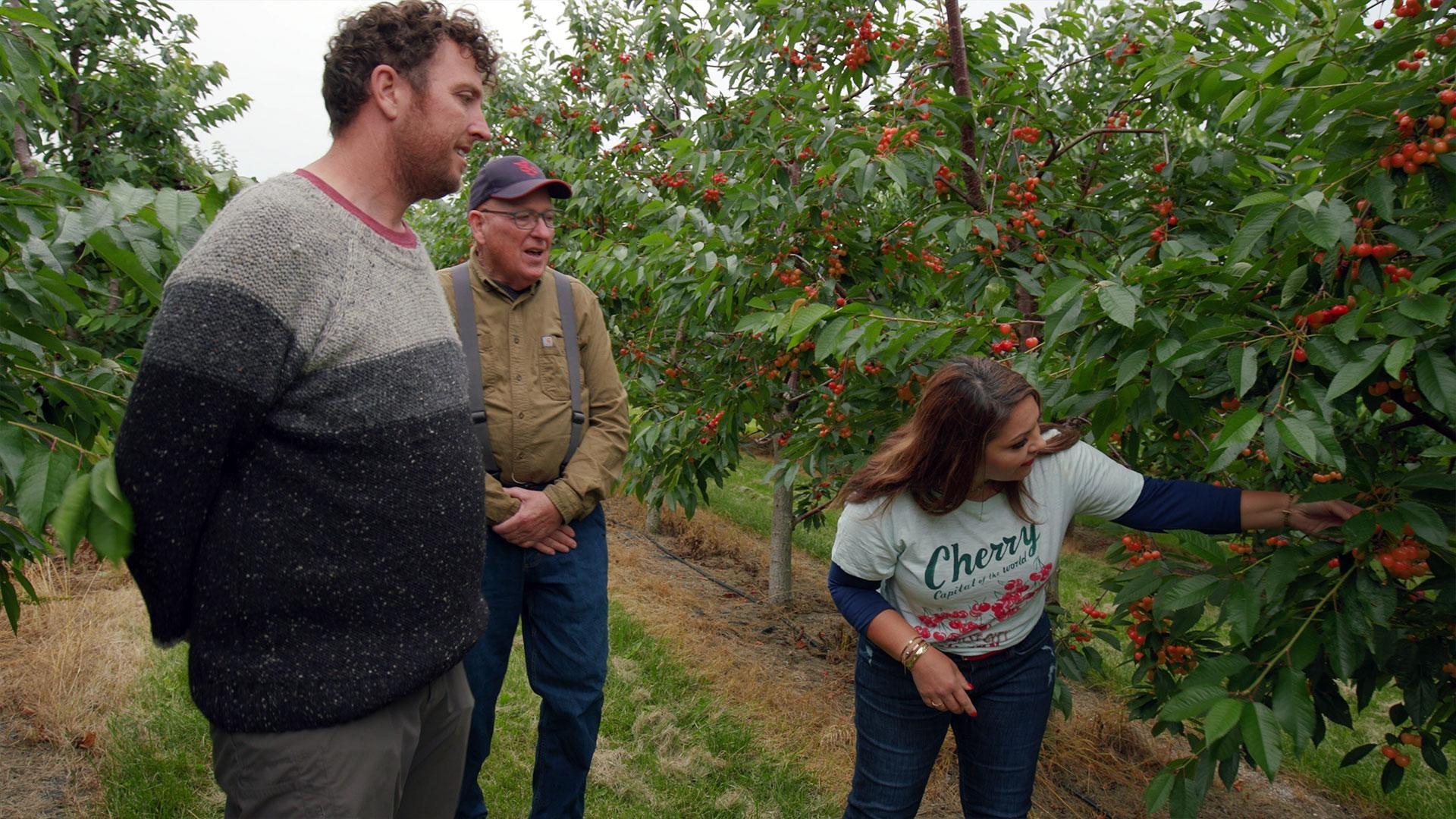 Cherries in Michigan