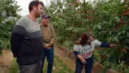 Cherries in Michigan