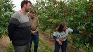 Cherries in Michigan