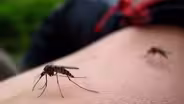 What to know about mosquito-borne viruses spreading in NJ