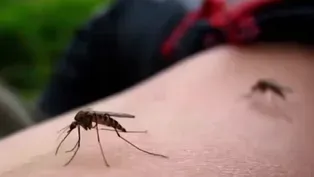 What to know about mosquito-borne viruses spreading in NJ