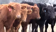 Cattle at Hillsborough farm helping to fight climate change