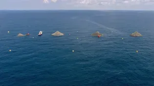 The Future of Seafood - Trailer
