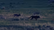Guns On Public Transit?/ New Wolf Management