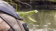 My Praying Mantis Teacher