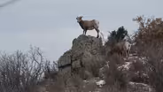 Battle of the Sheep