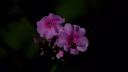 The Nighttime Garden