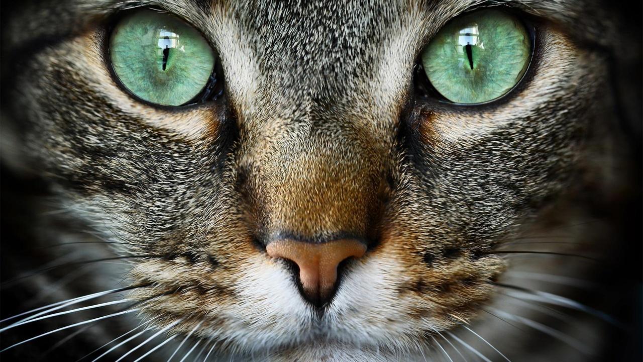 NOVA Cat Tales airing Fri, Aug 28 2:00 am