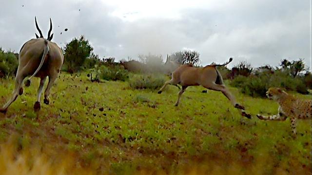 Nature | 'Cheetah Cam' Captures Chase Through the Bush